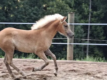 Haflinger Stutfohlen