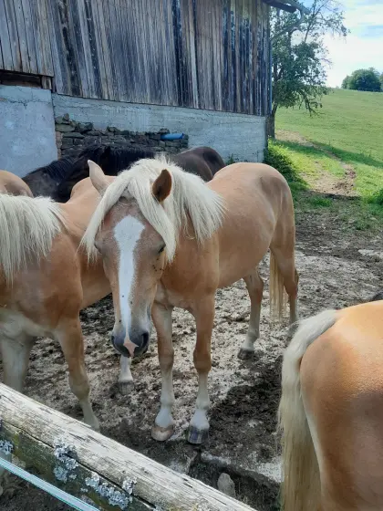New York, Haflinger Hengst