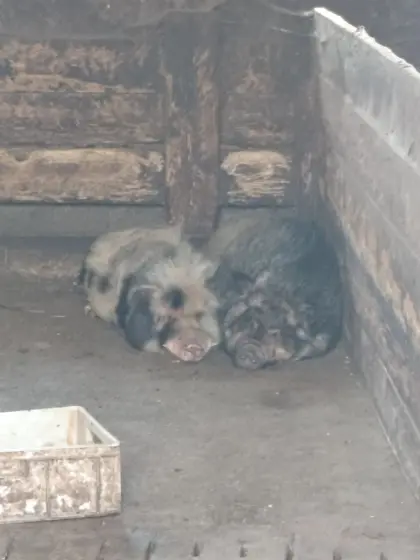 Minischweine zu vergeben