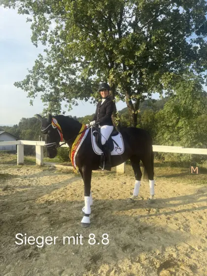 Draxls Laila Deluxe BB, Österr. Warmblut Stute