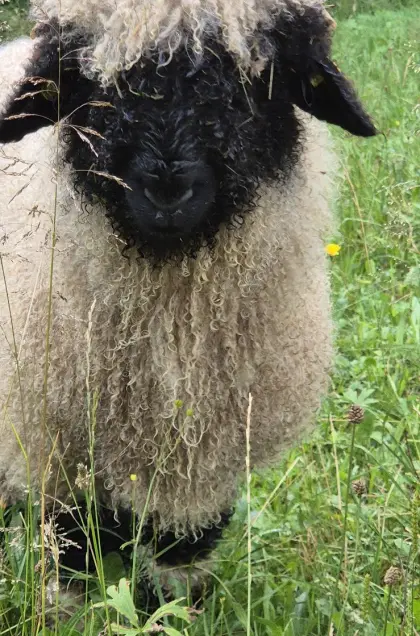 Walliser Schwarznasen-Widder