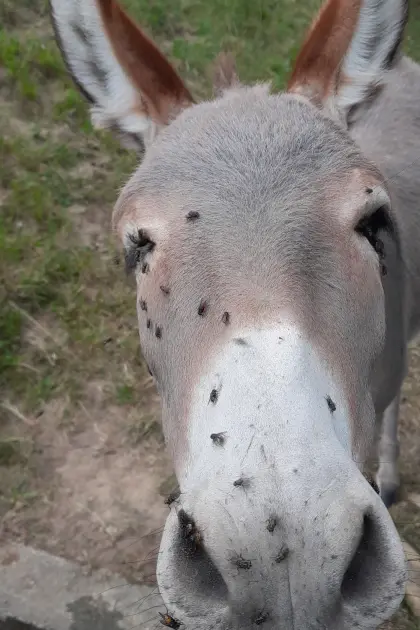 Meine Eseldame Elsa sucht ein neues liebevolles Zuhause