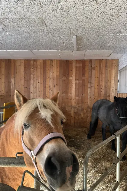 Gelände-Profi Haflinger Stute
