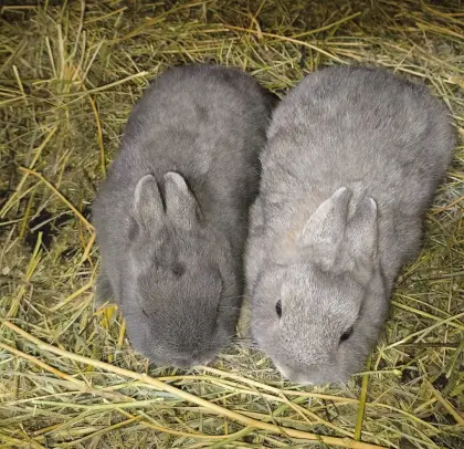 Zwergkaninchen