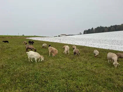 Milchziegen
