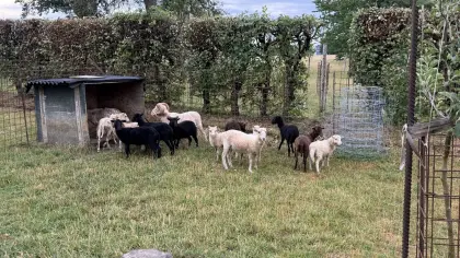 Ouessant-Herde, Quessant, Zwergschaf, Minischaf