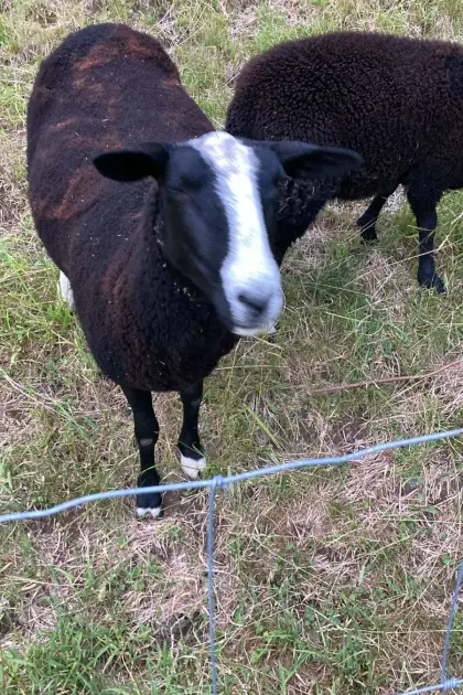 Zwartblesschafe