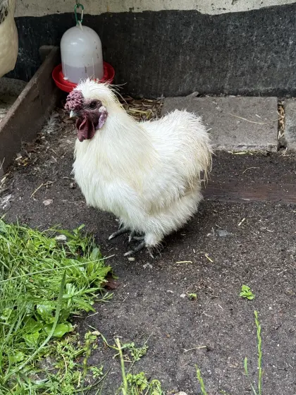 Seidenhuhn-Hähne