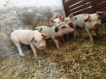 Ferkel Duroc x Pietrain ab sofort zu vergeben