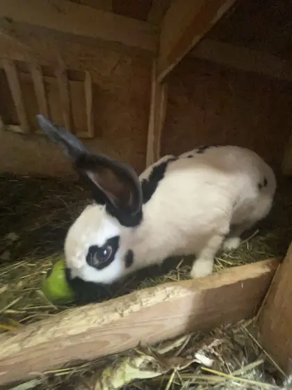 Riesenschecken Weibchen