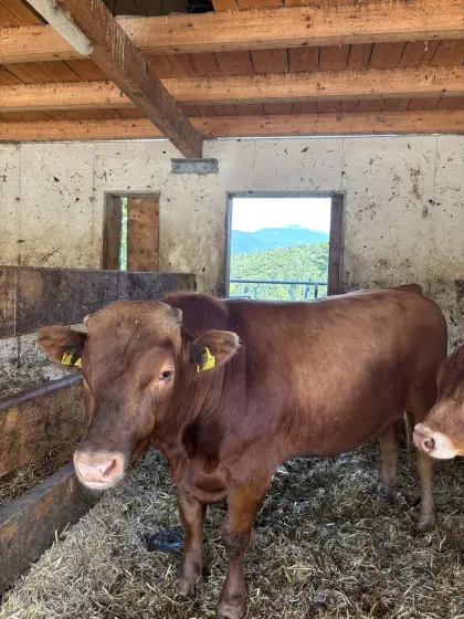 Red Wagyu Stier
