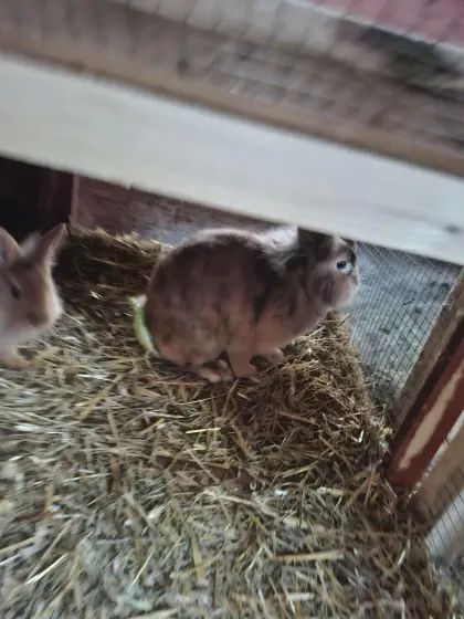 Hasen