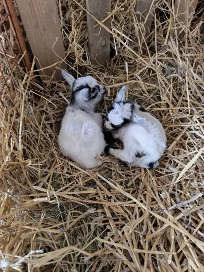 Zwergziegen-Mädchen