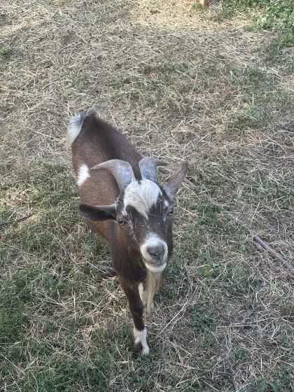 Ziegenbock