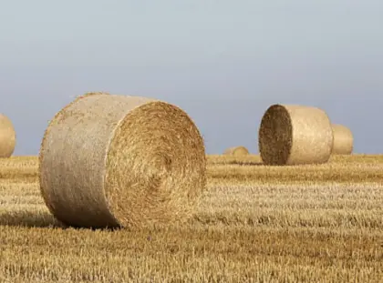 Futterstroh Gerste