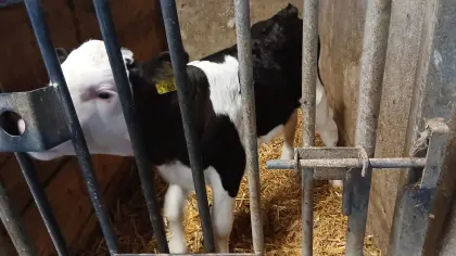 Verkaufe Stierkalb