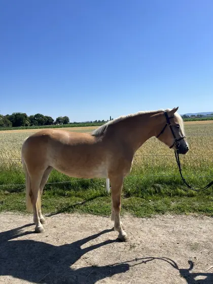 Barbiepferd zum Verlieben