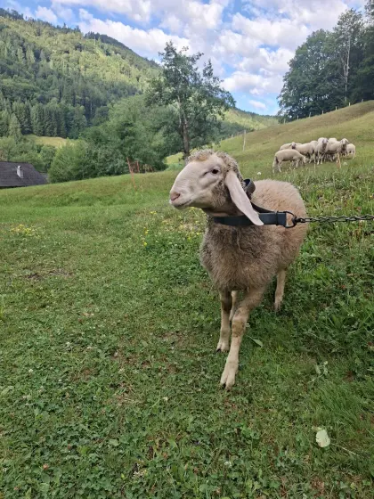 Bergschaf-Widder