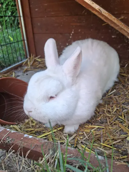 Verkaufe einsames Kaninchen, 4 Jahre alt
