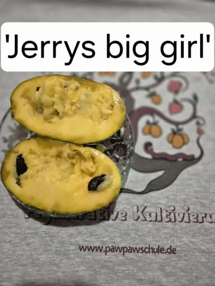 PawPaw, Indianerbanane Bäume