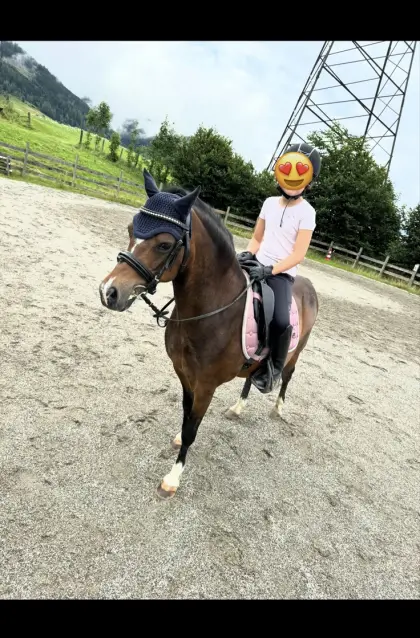 Verkaufe super liebes Welshpony