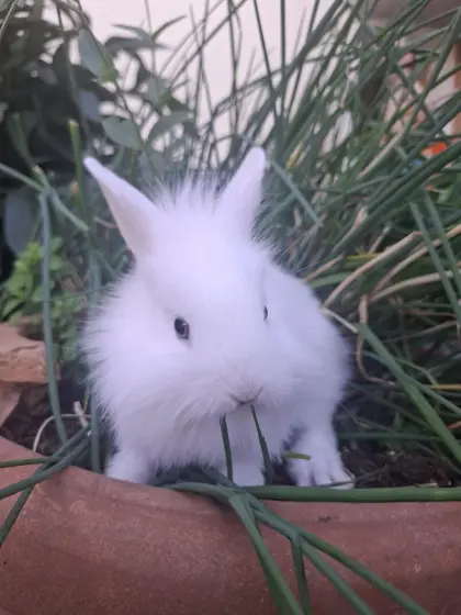 Kaninchenbabys