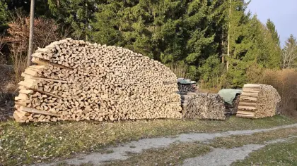Brennholz trocken oder frisch