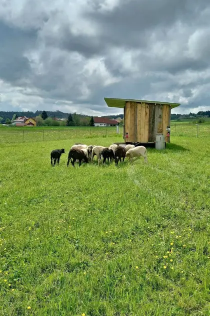 Verkaufe jungen Schafbock Jura Berg