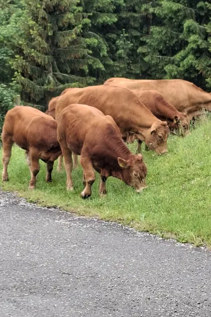 Limousin-Stiere