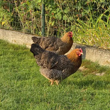 Bielefelder Kennhuhn Hennen