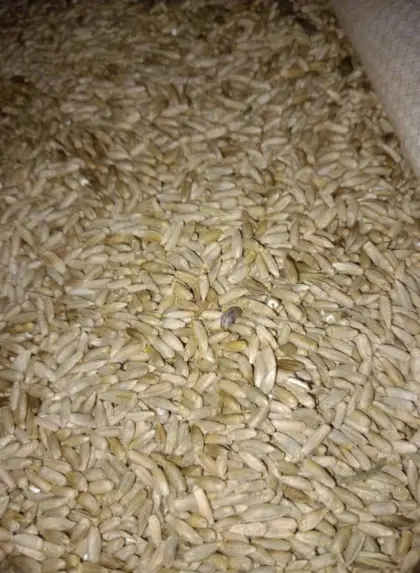Grünschnittroggen