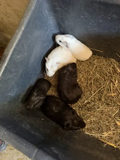 Riesenmeerschweinchen Cuy