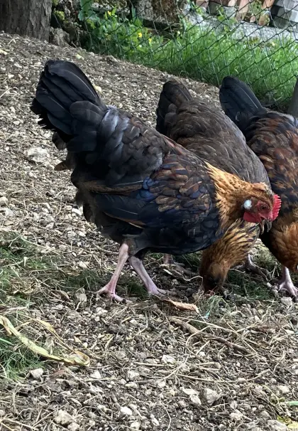 Reinrassiger Altsteirer-Junghahn (aus Naturbrut)