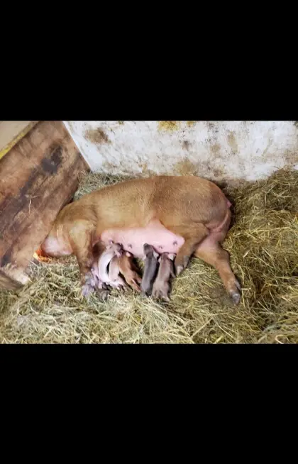 Duroc-Ferkel