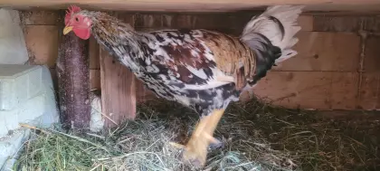 Junger, schöner Hahn abzugeben