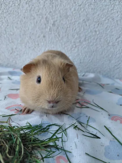 2 süße Meerschweinchenböckchen