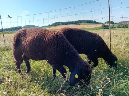 Jurawidder