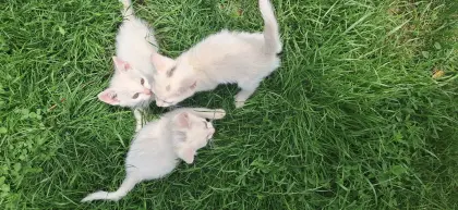 Verkaufe Katzen