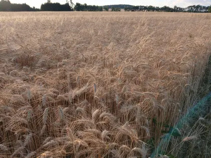 Bio-Weizenstroh 16 ha ab Feld