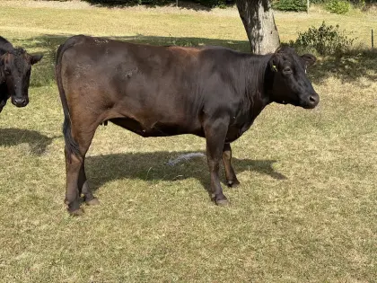 Bio-Wagyukuh