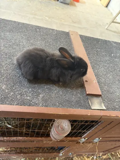 Verkaufe 6 Wochen alte Zwergkaninchen