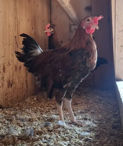 2 Steinpipperl-Hähne ca. 10 Wochen