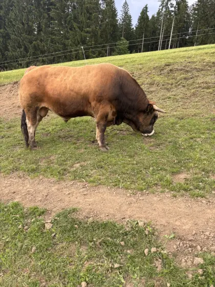 Verkaufe Aubrac-Stier