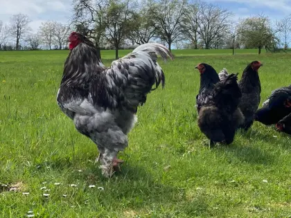 Bruteier Brahma blau, große Rasse, Versand international