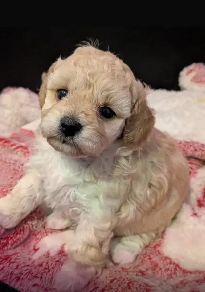 Bichonpoo-Welpen mit Ahnentafel