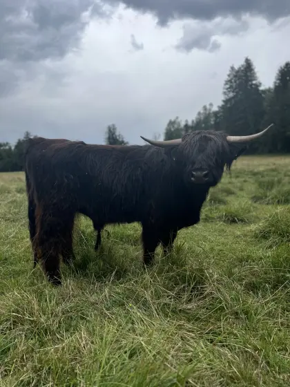 Mini Highland Cattle Hochlandrind Stier/Bulle