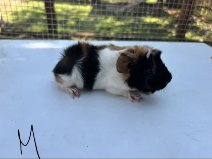 Meerschweinchen