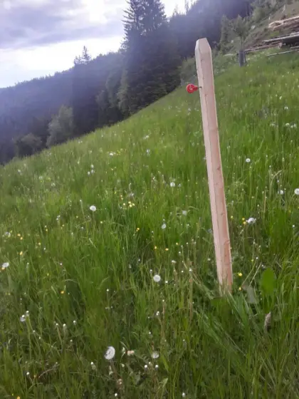 Weidezaunstipfel, Weidezaun, Lärche