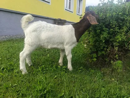 Burenziege