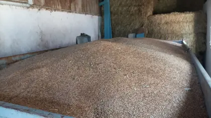 Triticale